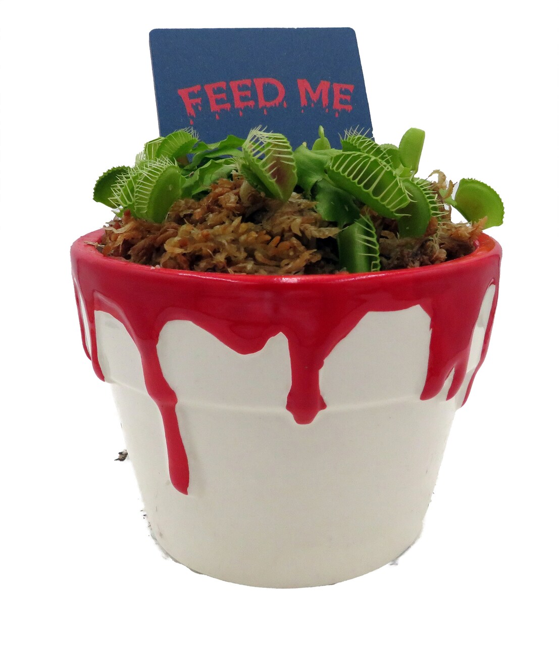 Halloween Bloody Pot Ceramic Planter with Venus Fly Trap - 4 in x 3 in